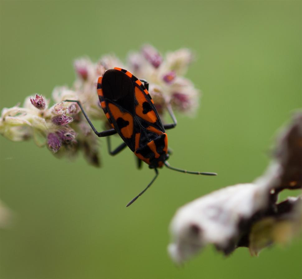Free Image of Bug on a plant  