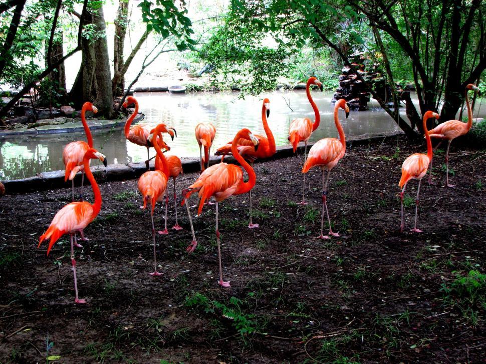 Free Image of American flamingos 