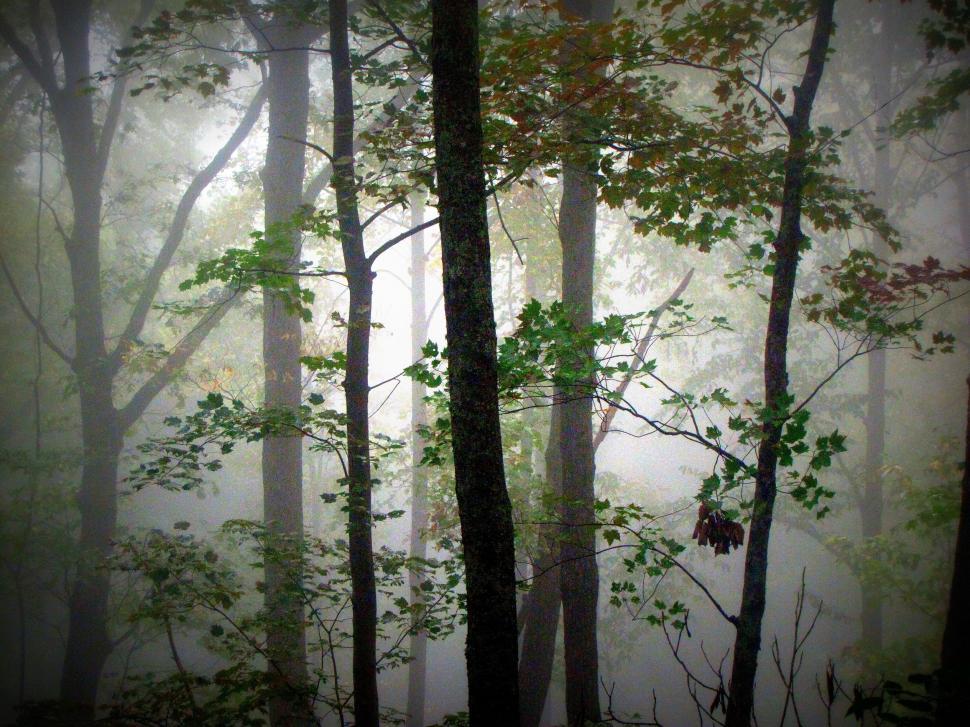 Free Image of Fog and Trees in Forest  