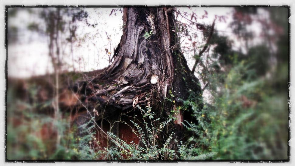 Free Image of Tree Trunk  