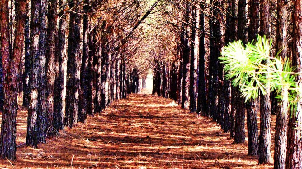 Free Image of Forest Trees  