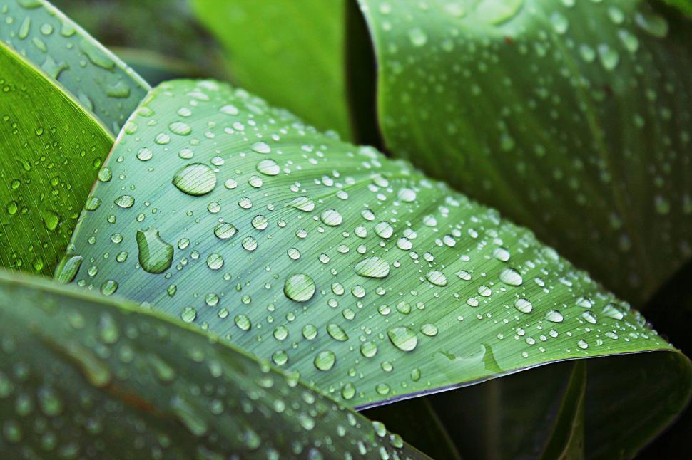 Free Image of Water Drops on leaves 