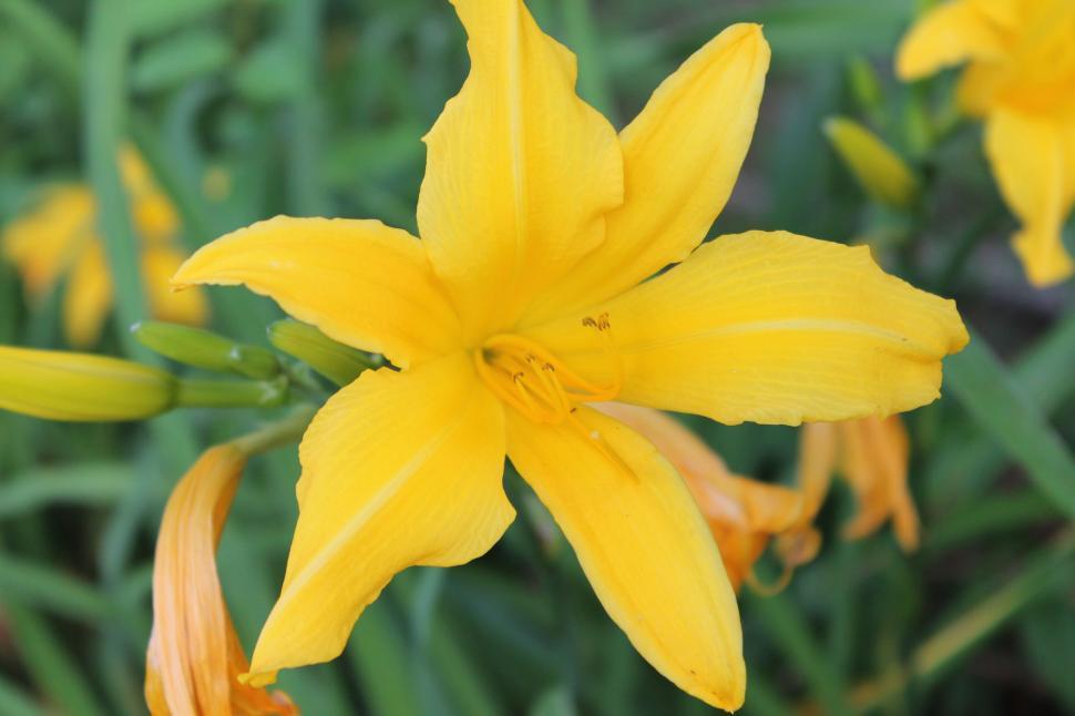 Free Image of Yellow Flower  