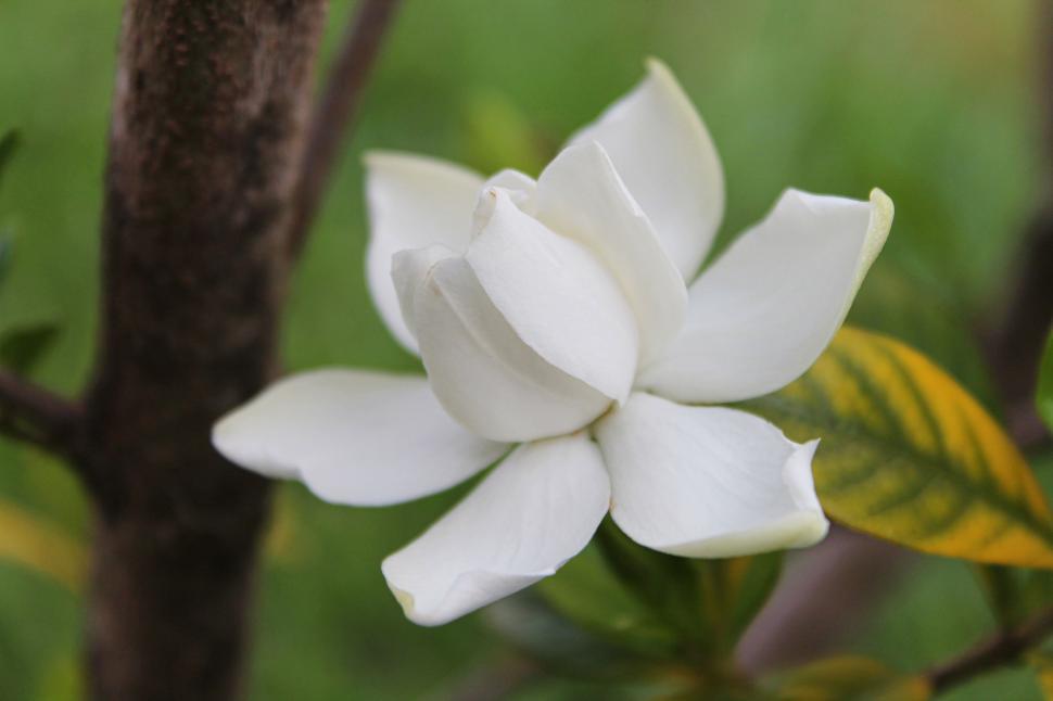 Free Image of White Flower  