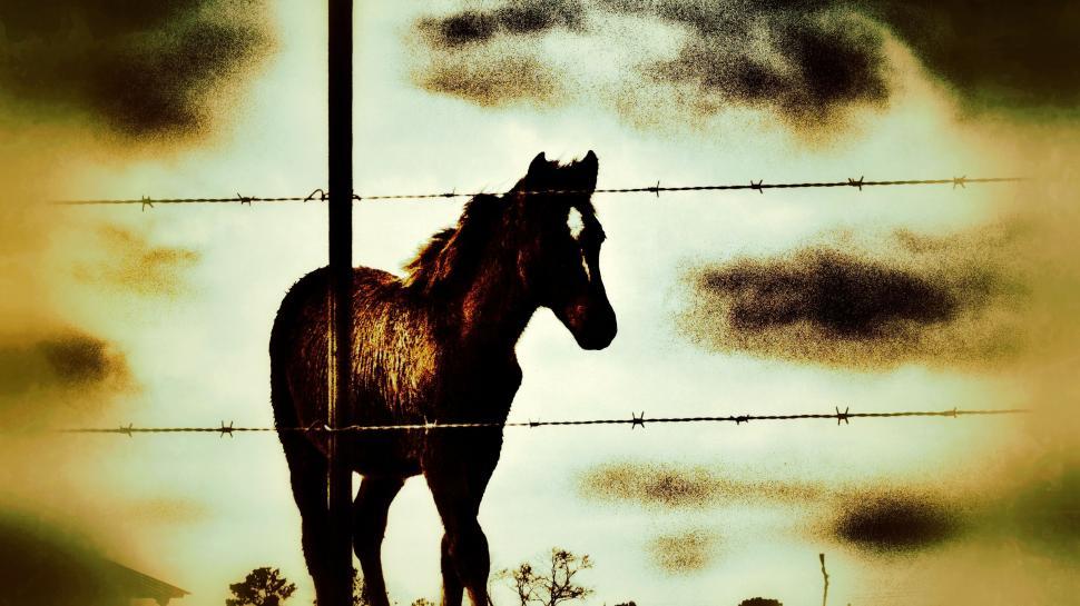 Free Image of Horse in Farm  