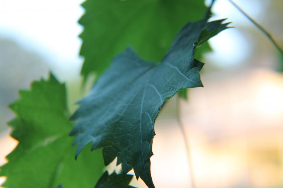 Free Image of Muscadine leaves 