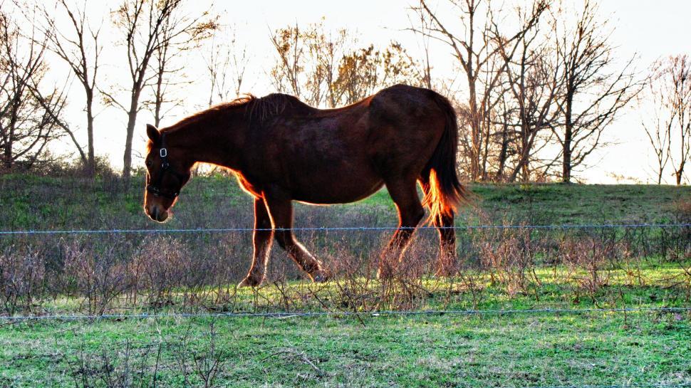 Free Image of Horse Grazing in Farm  