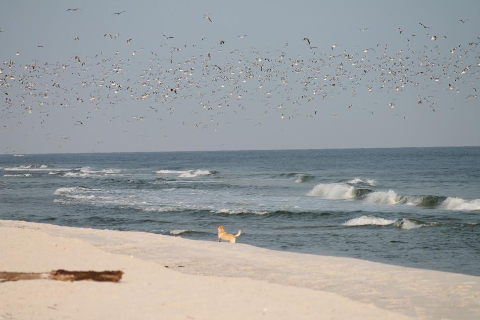 Free Image of Seagulls and Beach 