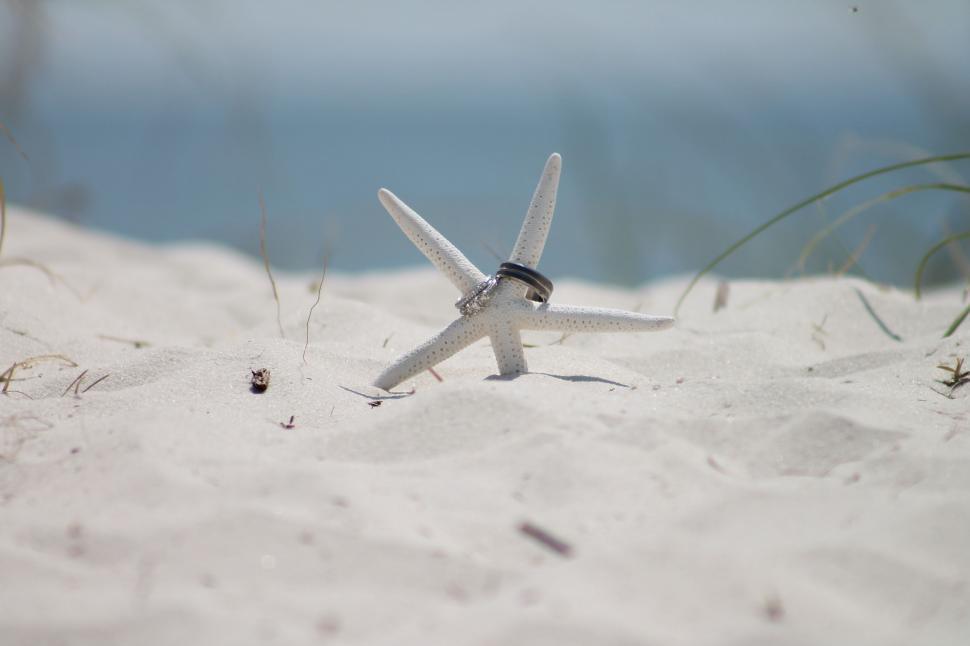 Free Image of Starfish on beach  