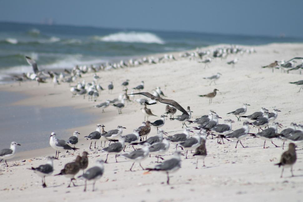 Free Image of Seagulls on the beach 