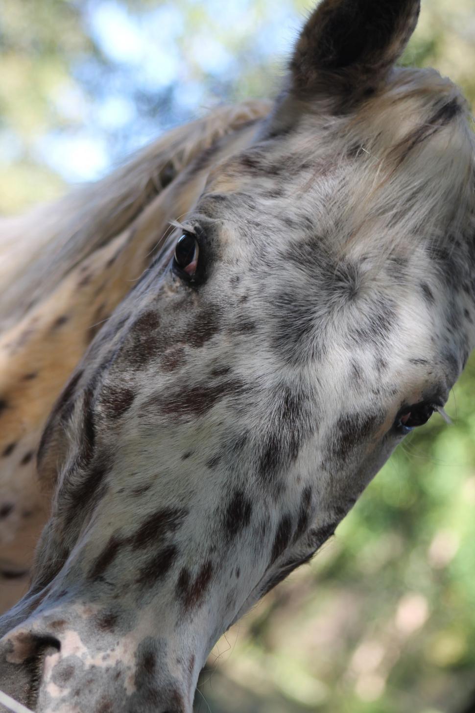 Free Image of Horse Head and Eyes  