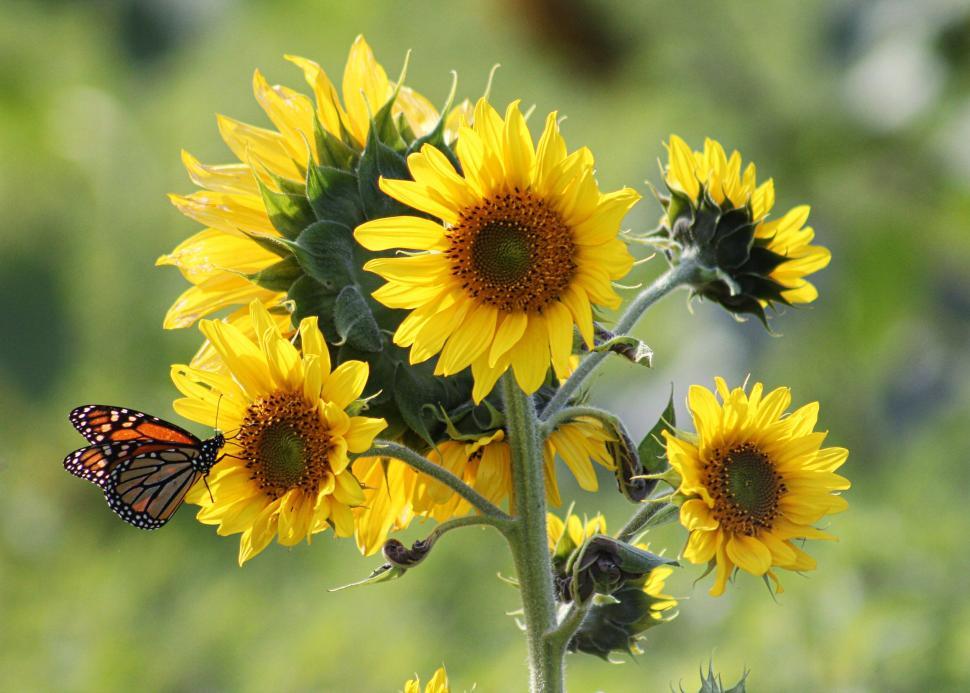 Free Image of Sunflowers and Butterfly  