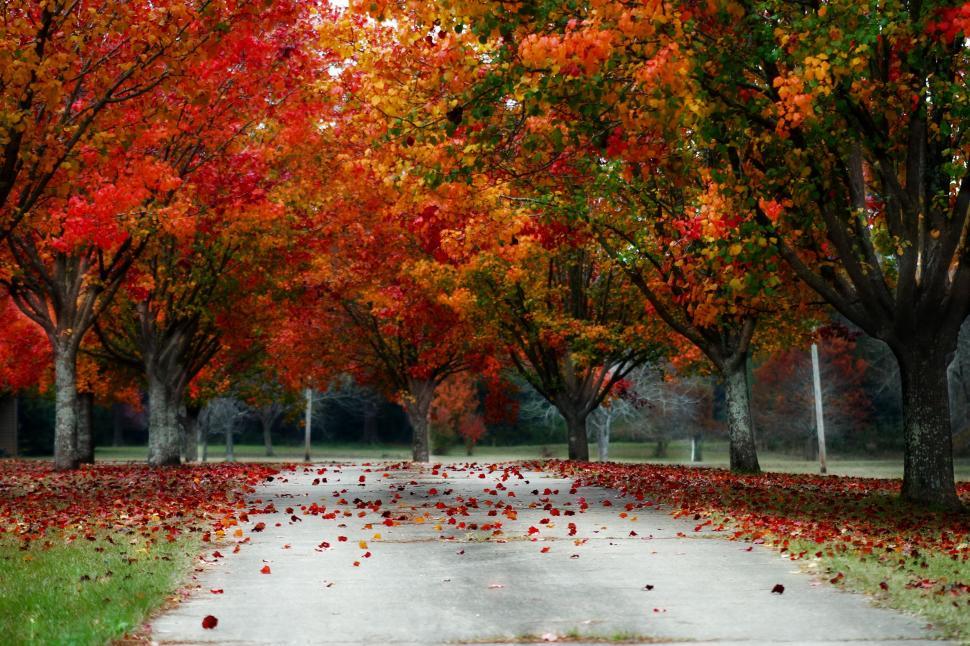 Free Image of Autumn Trees in Park 