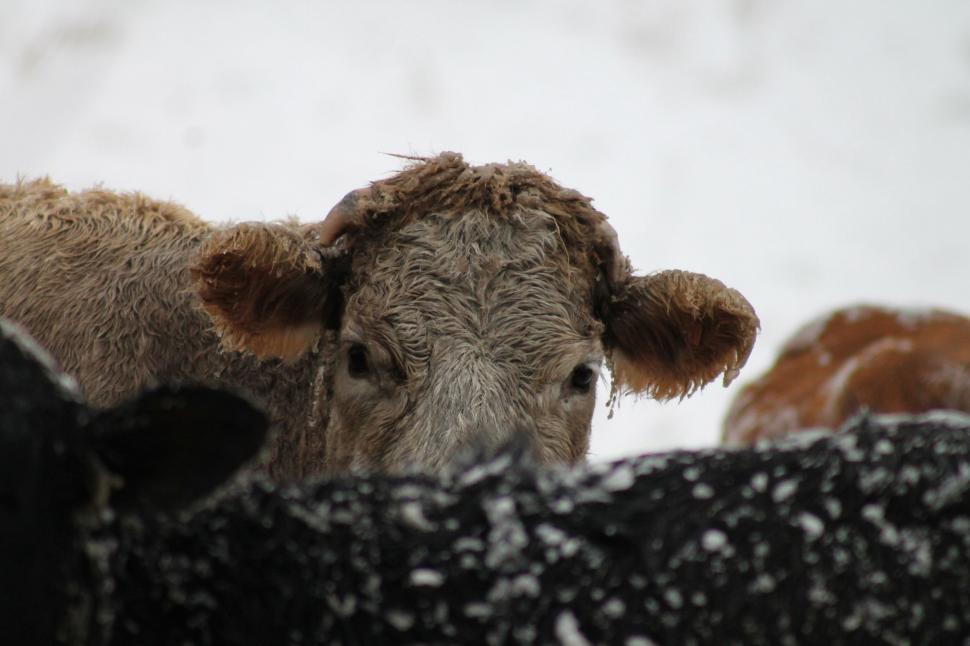Free Image of Brown Cow in winter 