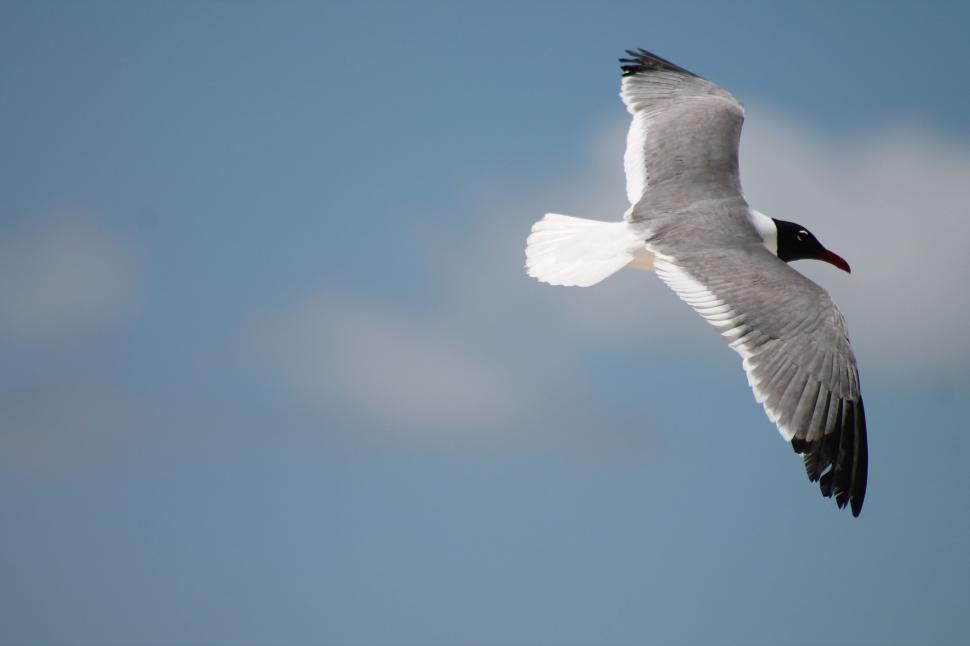 Free Image of Seagull and Sky  