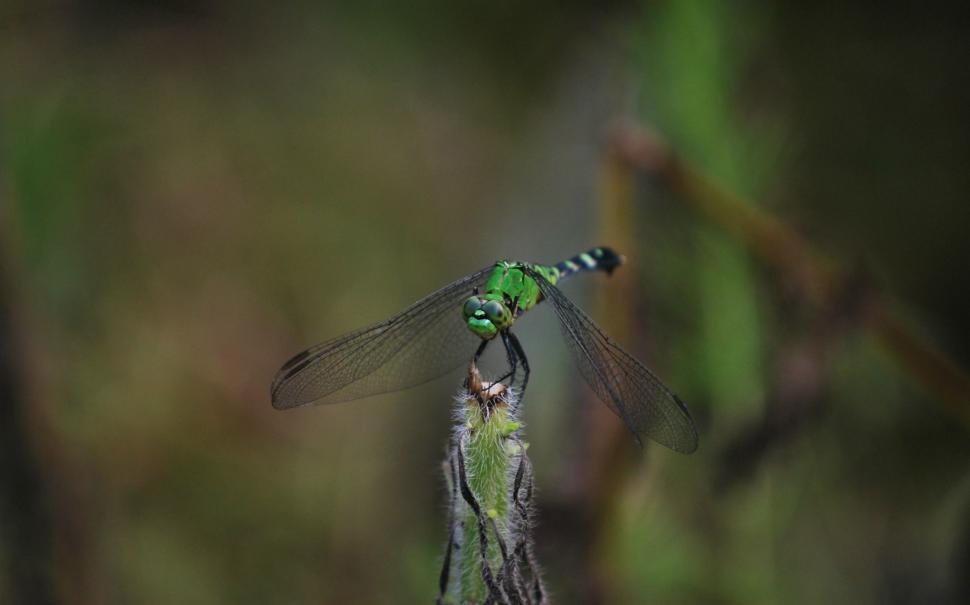 Free Image of Green Dragonfly 
