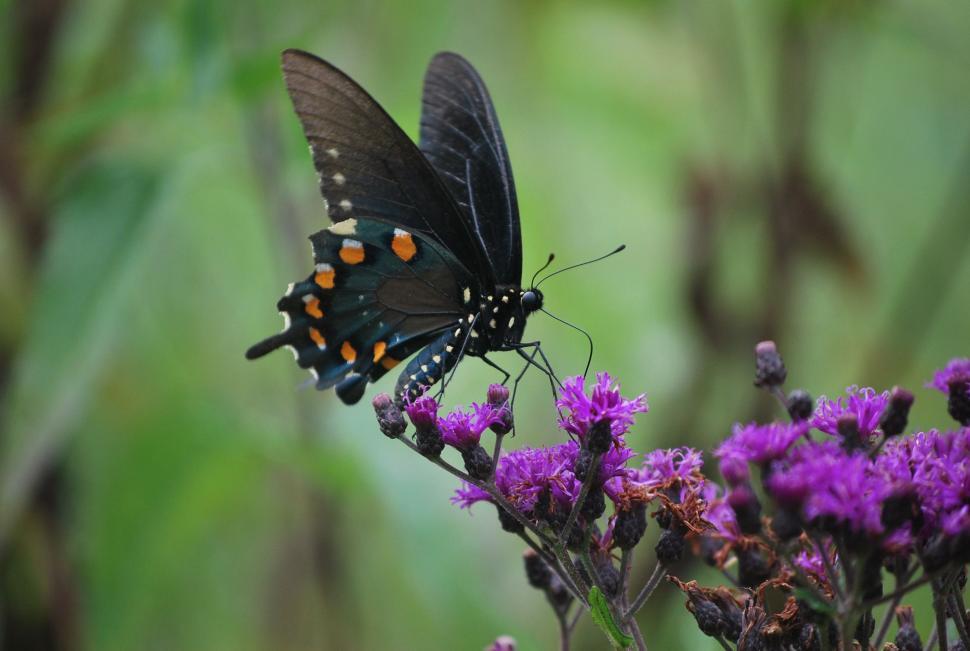 Free Image of Butterfly on Flowers 
