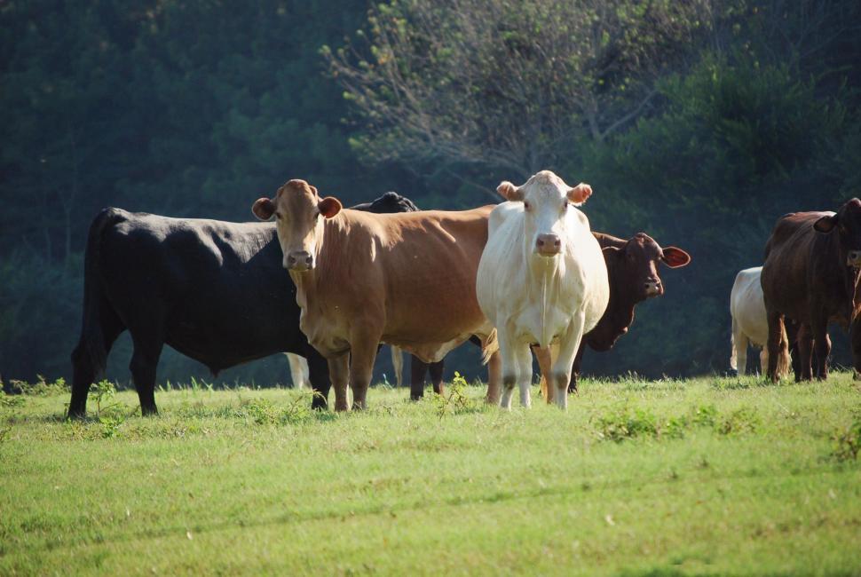 Free Image of Herd of Cows  