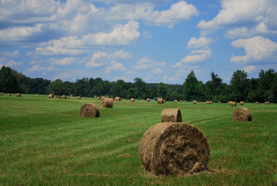Free Image of Rolled hay bales 