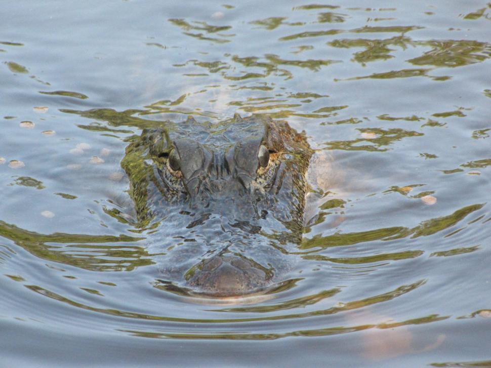 Free Image of Alligator in river - looking at camera  
