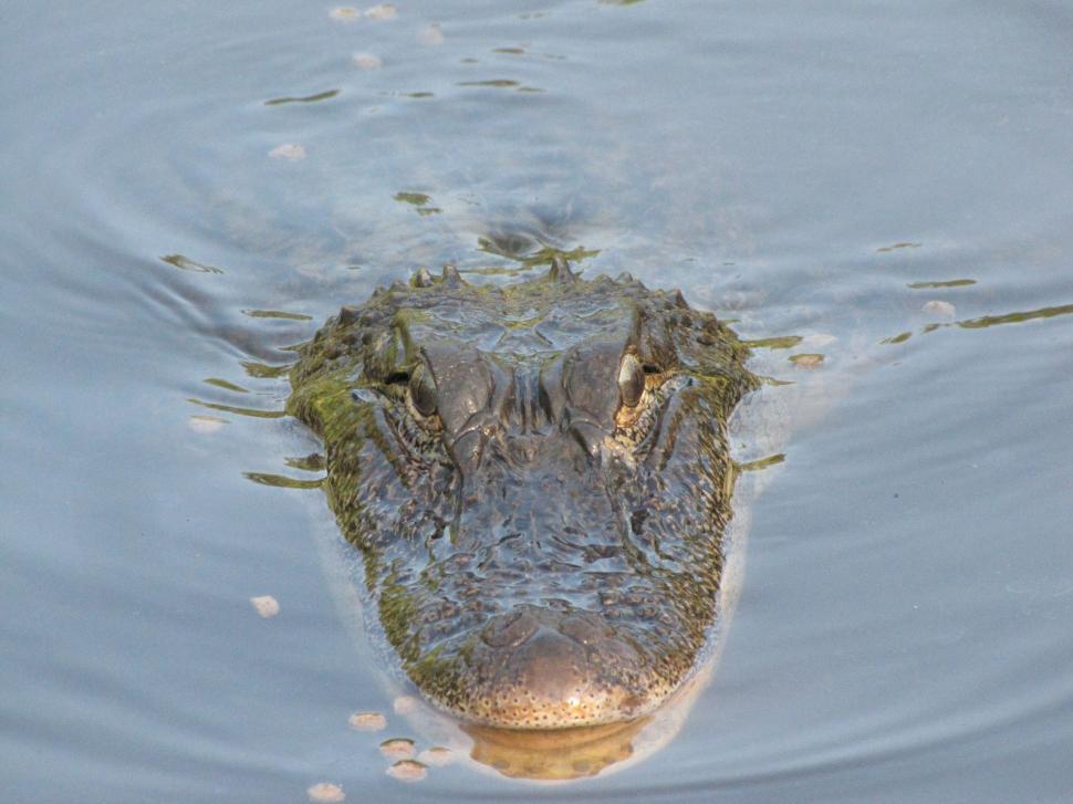 Free Image of Alligator in water 