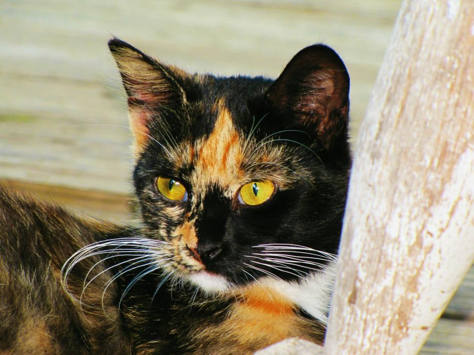 Free Image of Domestic Cat - Detailing  