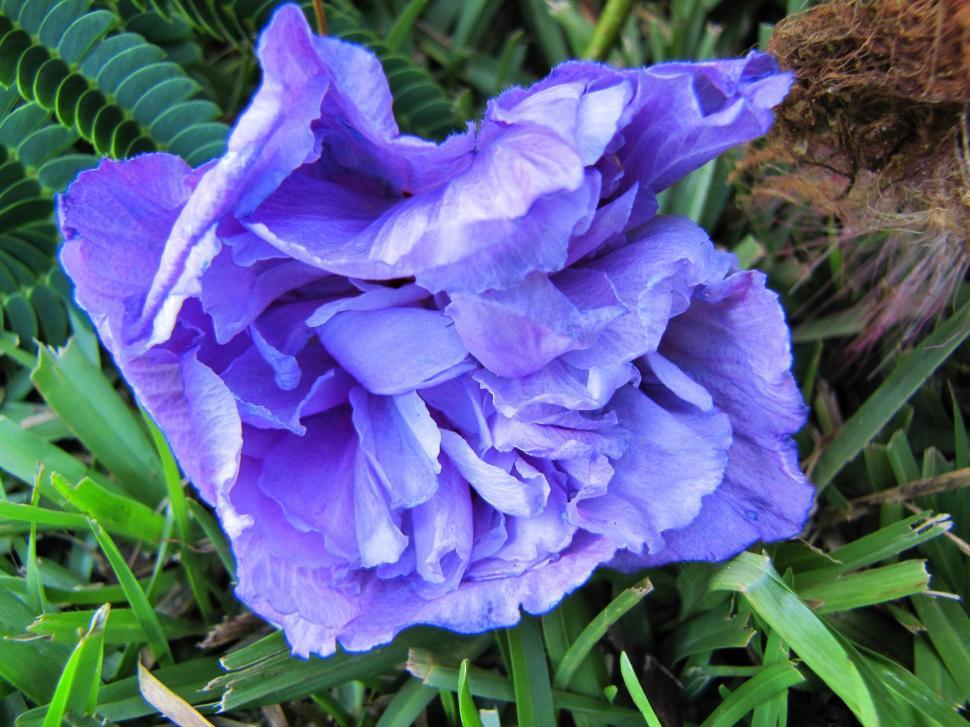 Free Image of Purple Flower  