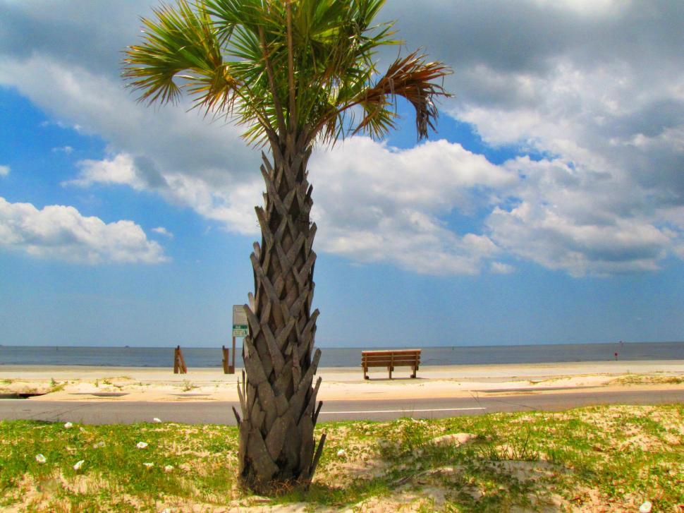 Free Image of Palm tree on coastal road with blue sky  