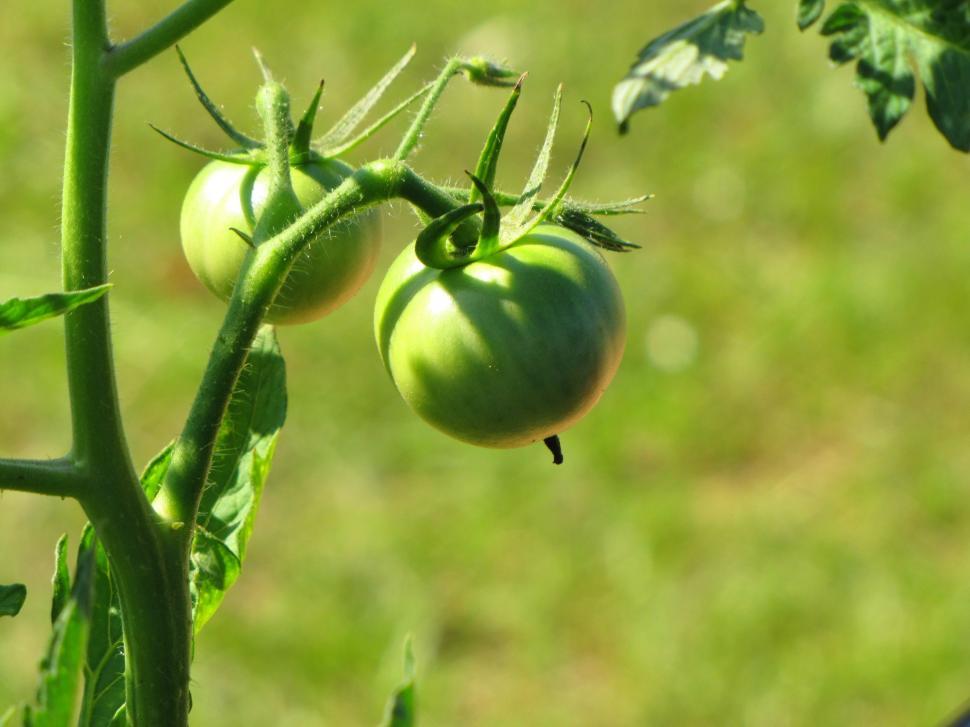 Free Image of Green Tomatoes on stem  