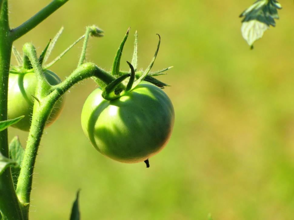 Free Image of Unripe Green Tomatoes 