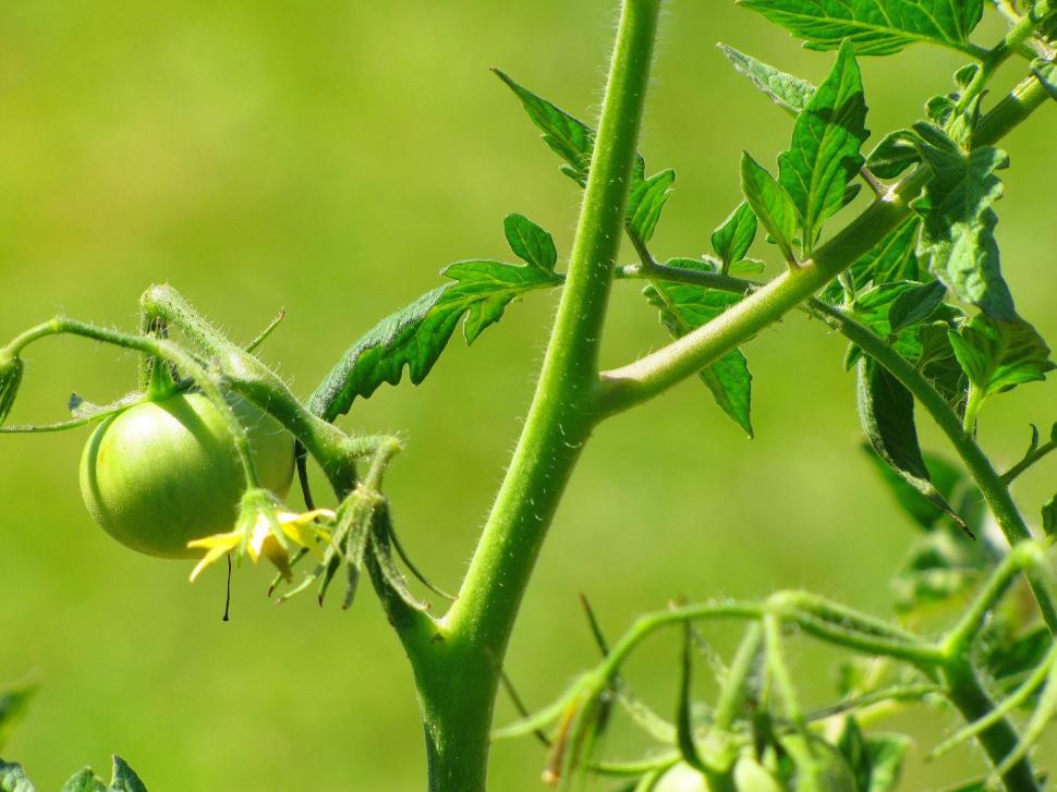 Free Image of Unripe Green Tomatoes  