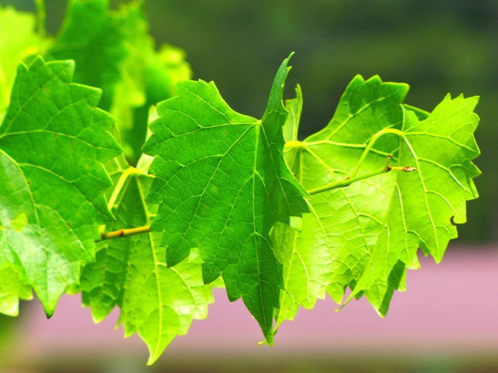 Free Image of Grape leaves on branch  