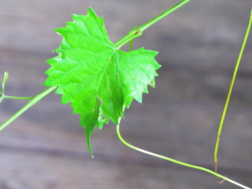 Free Image of Vine Grape Leaf  
