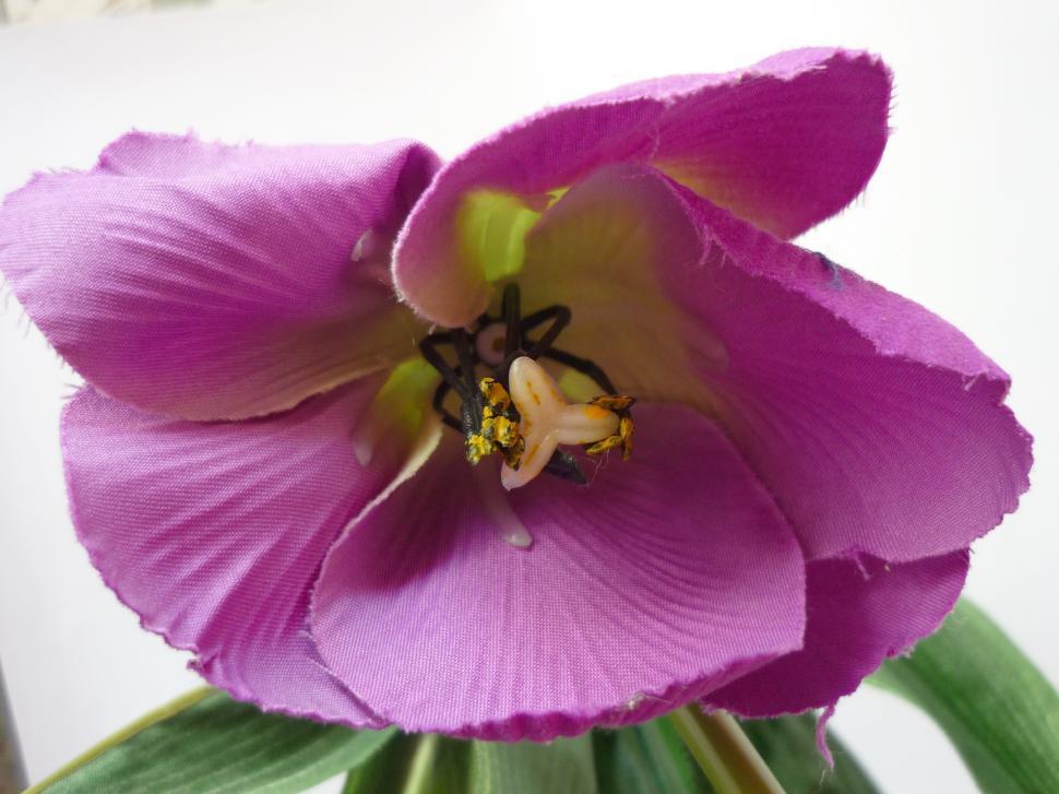Free Image of Purple Flowers 