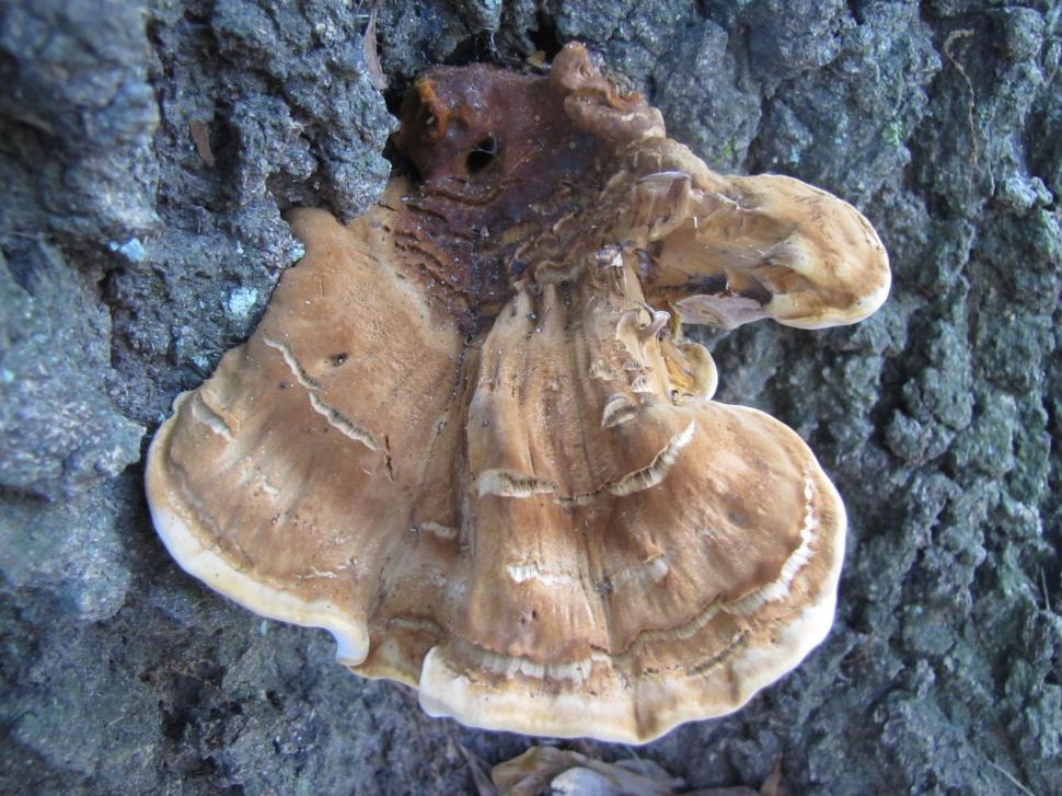 Free Image of Tree fungus 