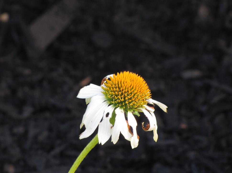 Free Image of White Daisy Flower 