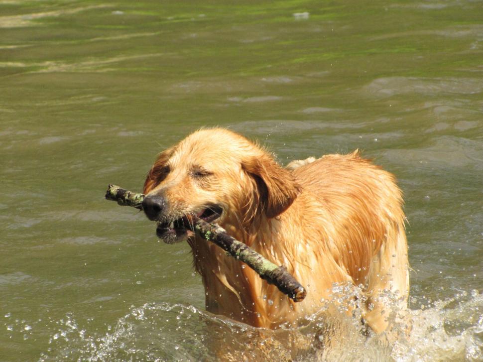 Free Image of Golden Retriever in Lake 