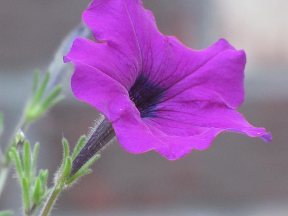 Free Image of Single Purple Flower  