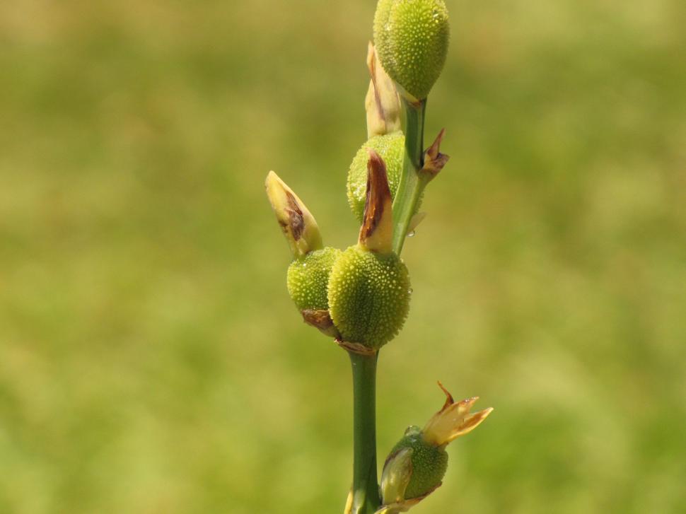 Free Image of Flower buds 