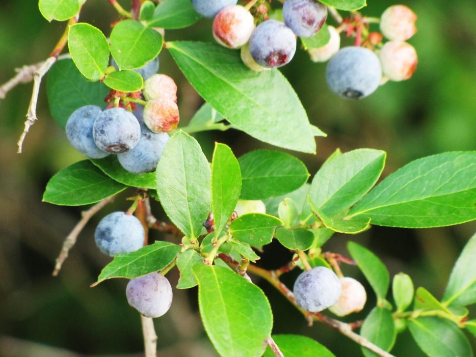 Free Image of Blueberries with green leaves  