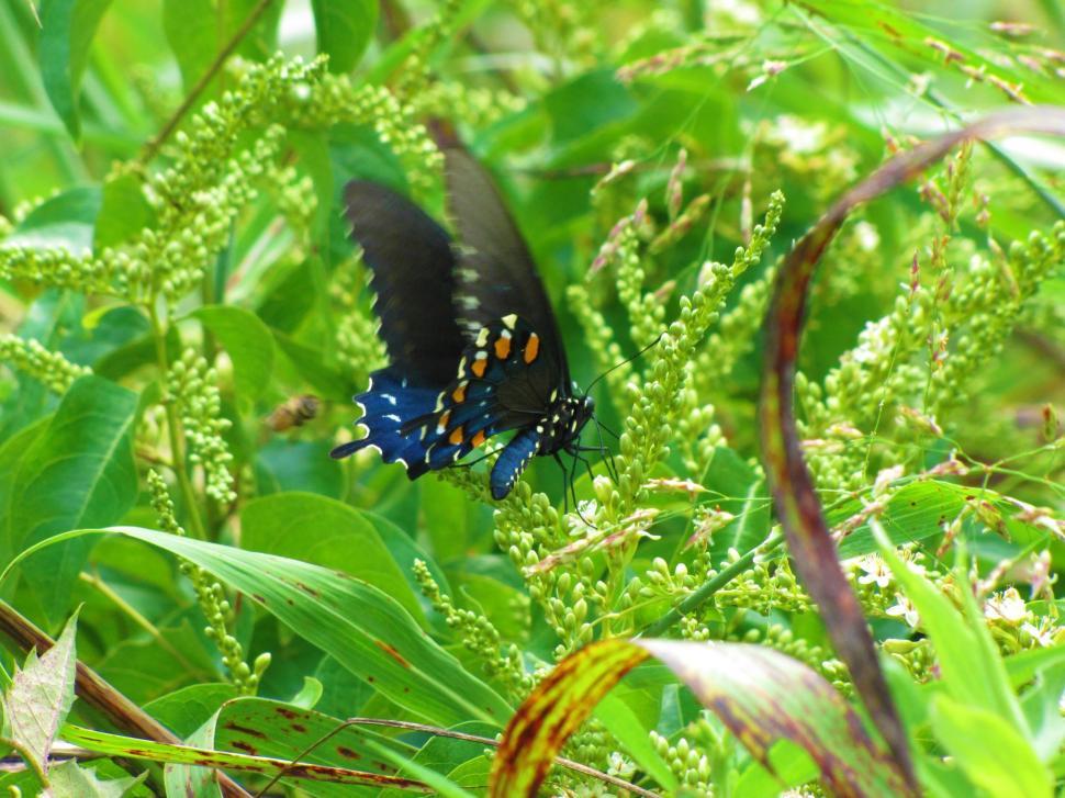 Free Image of Black and Blue Butterfly 
