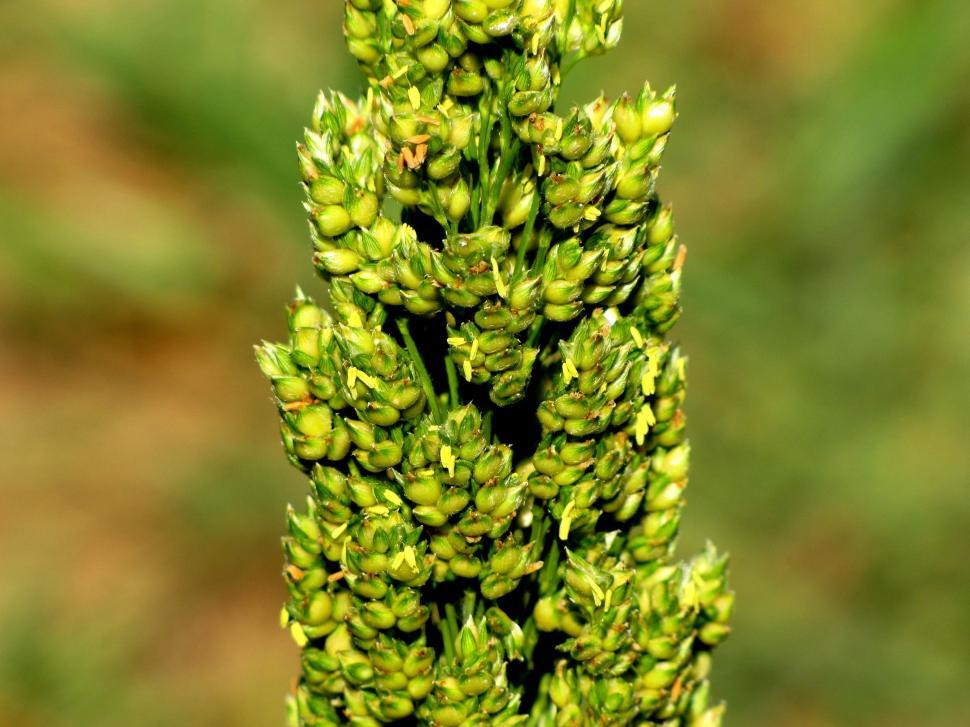 Free Image of Unripe green wheat heads 