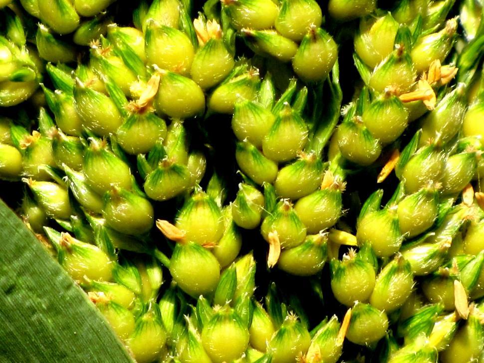 Free Image of Unripe green wheat spikes  