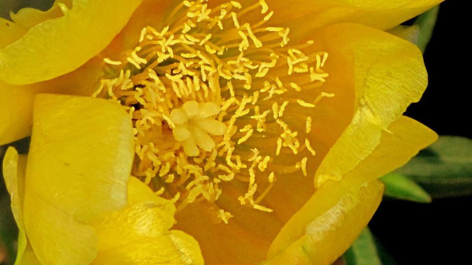 Free Image of Yellow Cactus Flower  