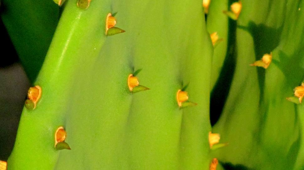 Free Image of Prickly pear cactus - Detailing  