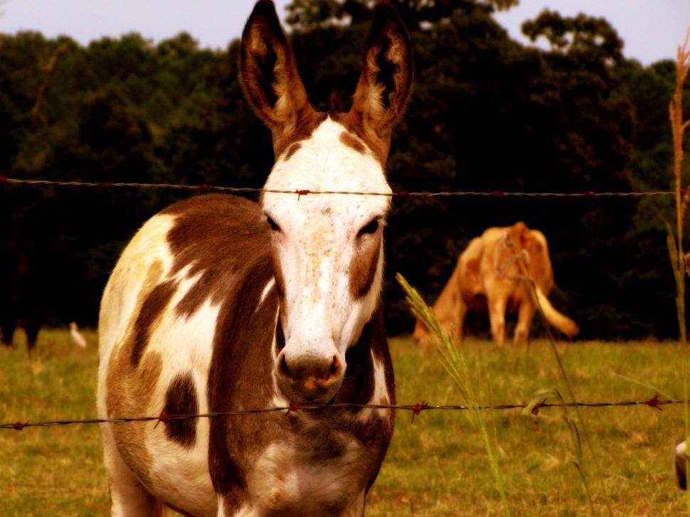 Free Image of Donkey at farm 