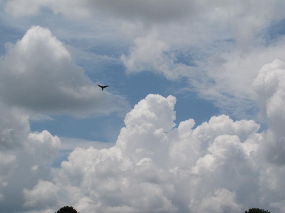 Free Image of Bird Flying in the Sky  