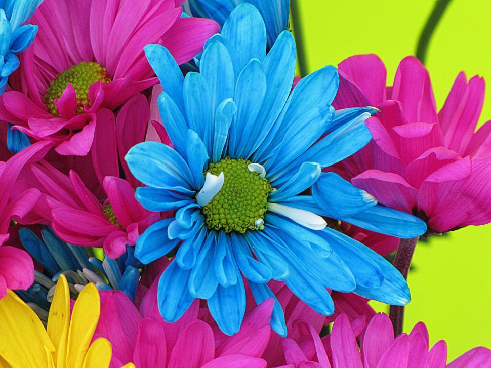 Free Image of Colorful Daisy Flowers 
