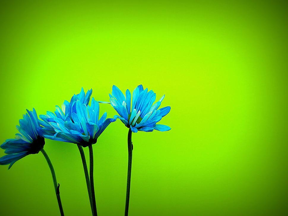 Free Image of Blue Daisy Flowers  