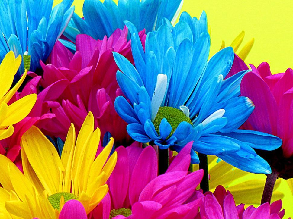 Free Image of Pink, Blue and Yellow Flowers  